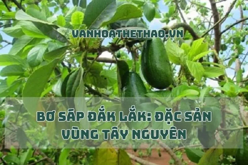 Bơ Sáp Đắk Lắk: Đặc Sản Vùng Tây Nguyên