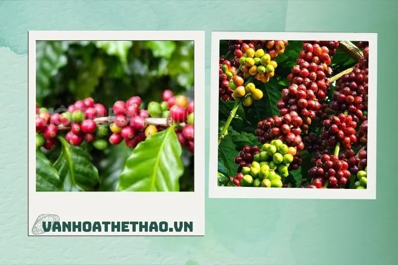 Cà phê Đắk Lắk là gì? Lịch sử và nguồn gốc