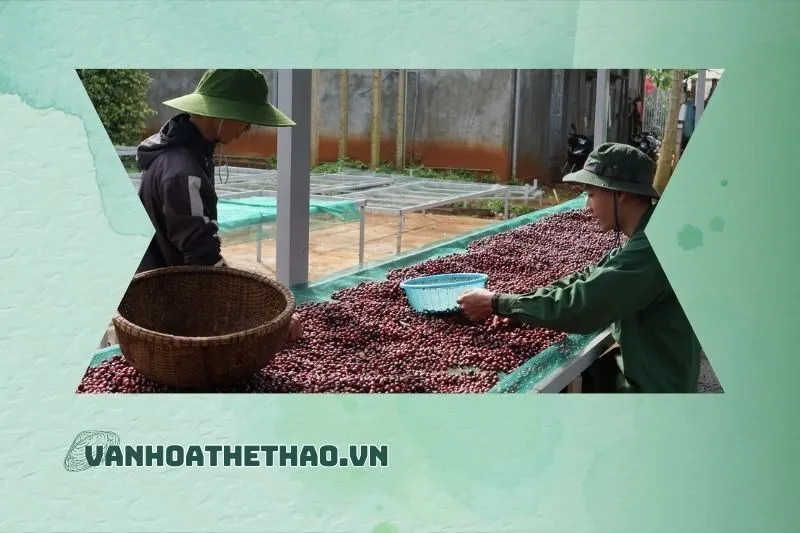 Cà phê Đắk Lắk trên thị trường quốc tế