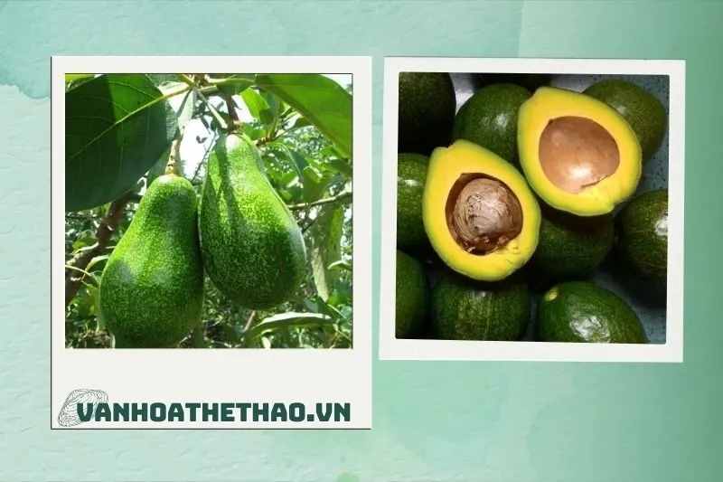 Các Loại Bơ Sáp Đắk Lắk – Phân Biệt và Đặc Điểm