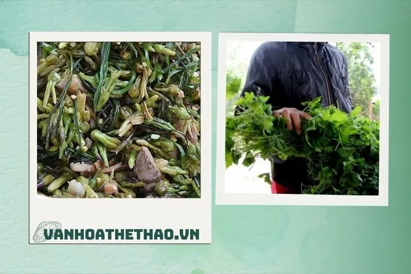 Cách Chế Biến Rau Dầm Tang Đắk Lắk Ngon và Đúng Điệu