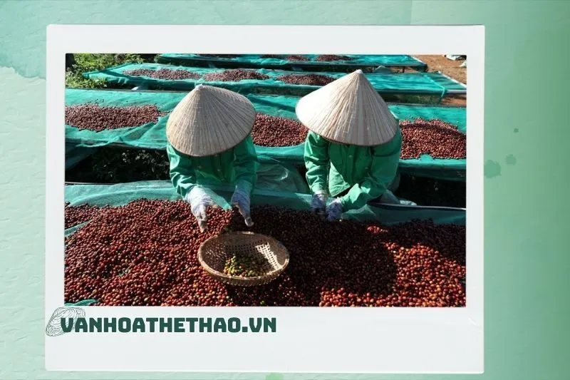 Giống Cà phê Đắk Lắk trồng chủ yếu