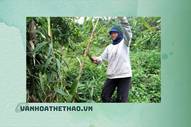 Quá trình chế biến đọt mây Đắk Lắk: Từ rừng đến bàn ăn
