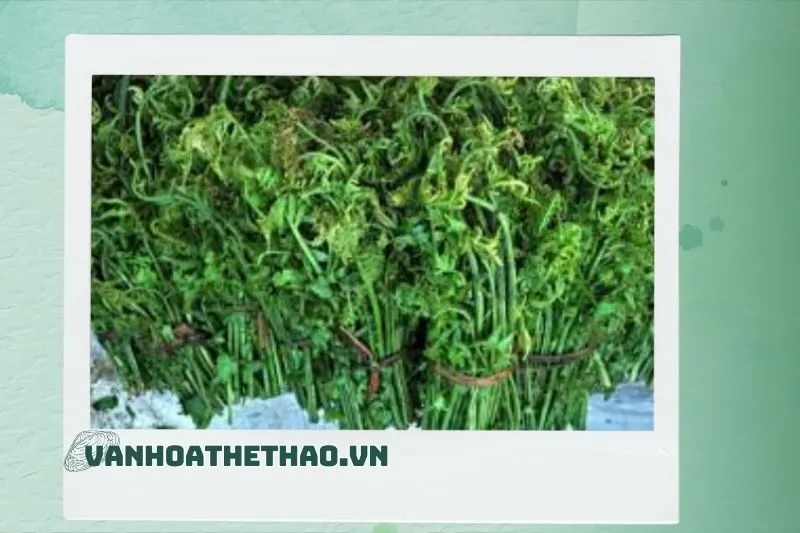 Rau Dầm Tang Đắk Lắk và Vai Trò Của Nó Trong Văn Hóa Ẩm Thực Tây Nguyên