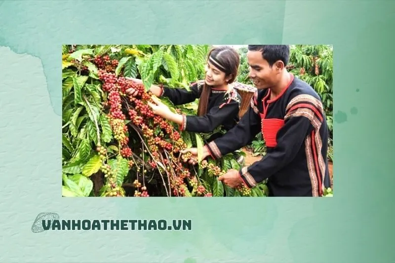 Sản xuất nhỏ lẻ, chưa có sự liên kết bền vững