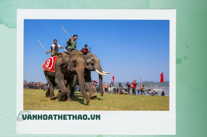 Các hoạt động chính trong Lễ hội Đua voi
