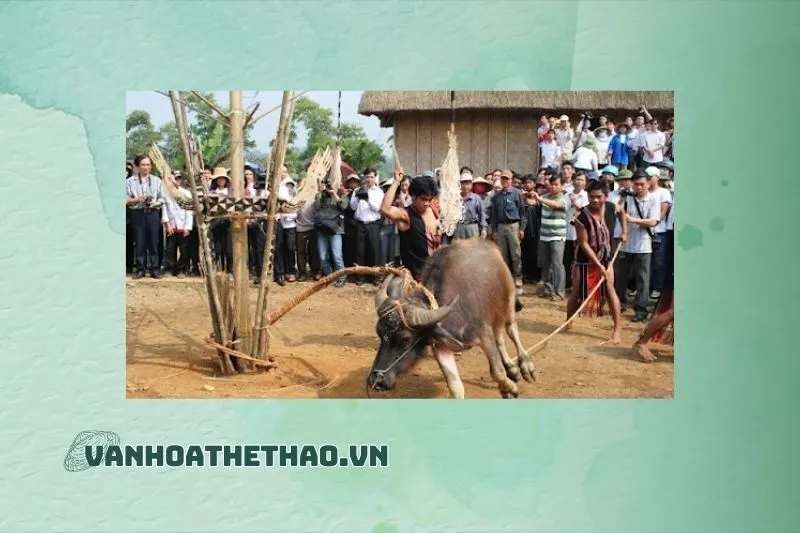 Cách tham gia và lưu ý khi đến Lễ hội Đâm trâu