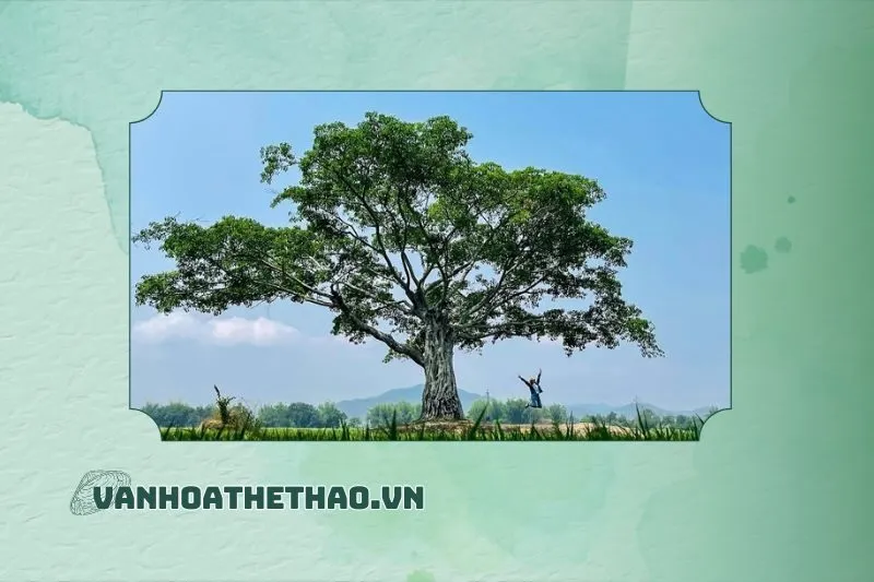 Cây cô đơn Hồ Lắk - Điểm check-in nổi bật gần Buôn Ma Thuột