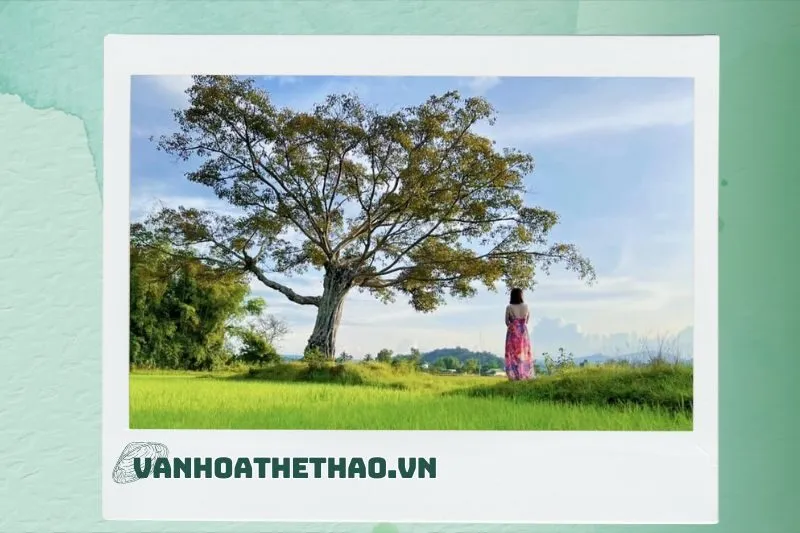 Kinh nghiệm chụp ảnh tại cây cô đơn Đắk Lắk
