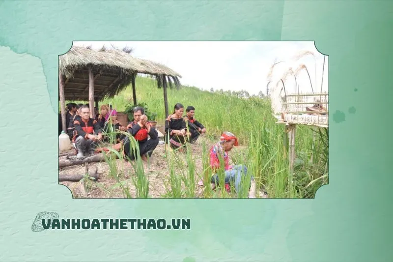 Lễ cúng lúa trổ bông Đắk Lắk là gì?