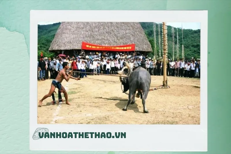 Ý nghĩa của Lễ hội Đâm trâu trong văn hóa Tây Nguyên